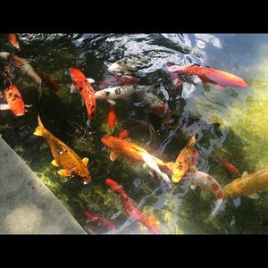 Meet your Posher, Maria